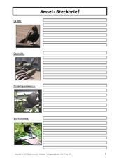 Amsel-Steckbrief-C-1.pdf